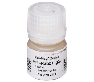 AbraMag anti-Rabbit Magnetic Beads, 1 mL sample size, 5 mg/mL